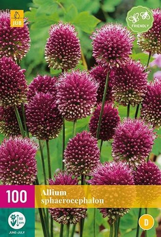 Allium Gladiator Bloembollen – 5 Stuks, Bolmaat 16/18, Paarse Bloei, Zomerbloeier, Trekt Bijen & Vlinders, Geschikt Voor Borders & Snijbloemen