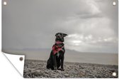 Muurdecoratie Hond - Strand - Wolk - 180x120 cm - Tuinposter - Tuindoek - Buitenposter