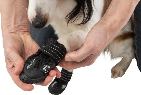 Persoon die zwarte hondenschoenen aan de poten van een hond aanbrengt.