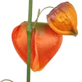 Fabulous Flowers - Kunst lampiontak - 3, 0 sts Chinese lantaarnplant