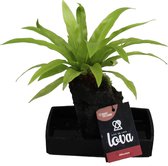Hellogreen Kamerplant - Lova Asplenium - 48 cm