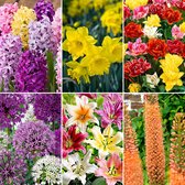81x Bloembollenpakket - 'Februari tot Augustus 120 dagen bloemen' - 81 bollen