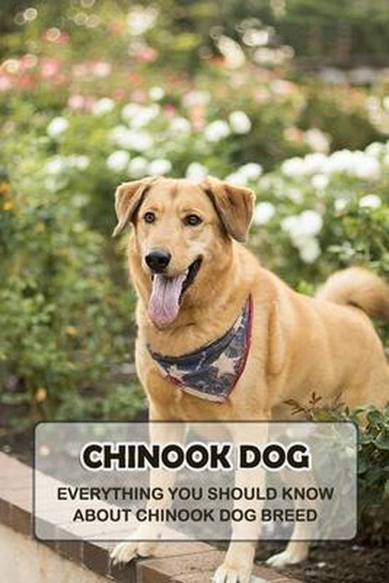Chinook Dog