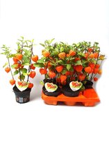 Physalis-plant / Chinese lampion - potmaat 13cm - 6 stuks