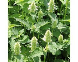 6x Agastache rugosa ‘Alabaster’ - Dropplant - Pot 9x9 cm