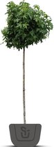Bolamberboom | Liquidambar styraciflua Gumball | Stamomtrek: 6-8 cm | Stamhoogte: 180 cm