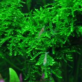 Weeping moss Vesicularia Ferriei - Cup 80 cc - Aquarium mos - Aquariumplant - Aquarium decoratie - Moerings