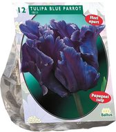 Plantenwinkel Tulipa Blue Parrot Parkiet tulpen bloembollen per 12 stuks