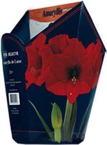 Plantenwinkel Amaryllis in Doos Rood Giftbox 6 kant
