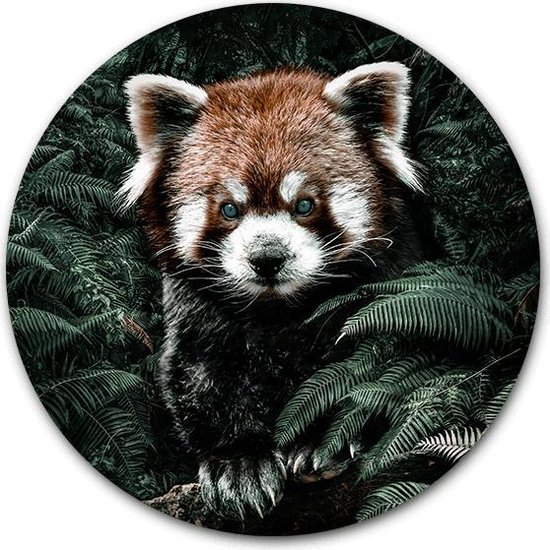 Tuincirkel Kleine Panda - WallCatcher | Tuinposter rond 100 cm | Buiten muurcirkel Red Panda