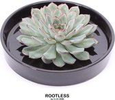 ROOTLESS Echeveria groen – vetplant - zwart pot 20 cm - ZERO water