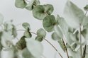 Eucalyptus Takken -