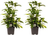 (2 stuks) Decorum Dracaena Surculosa - Kamerplant - Drakenplant - 55cm