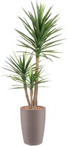 HTT - Kunstplant Yucca in Genesis rond taupe H200 cm