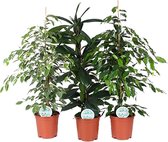 Kamerplanten van Botanicly – 3 × Treurvijg – Hoogte: 90 cm – Ficus benjamina