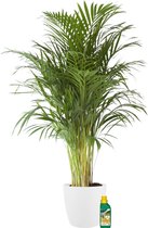 Kamerplant van Botanicly – Goudpalm incl. sierpot wit + 250 ml kunstmest als set – Hoogte: 110 cm – Areca dypsis lutescens