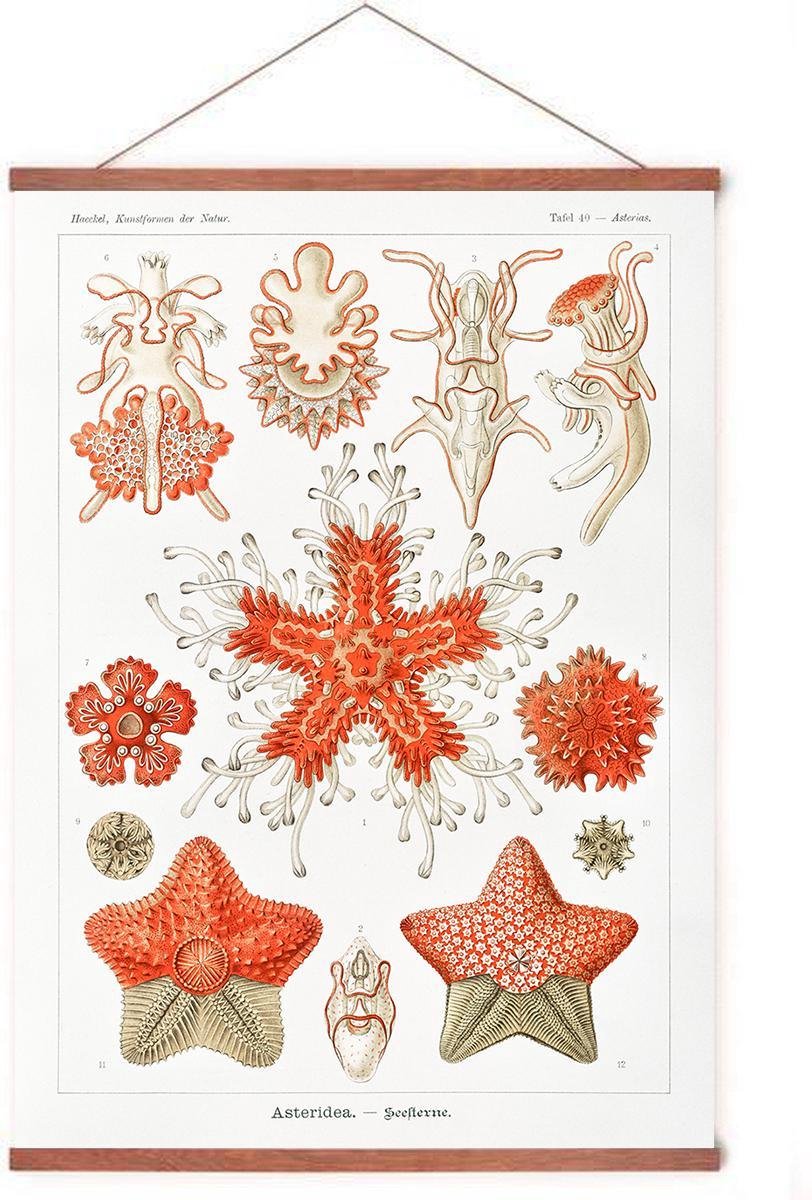 Esque Poster In Posterhanger - Asteridea - Kader Hout - Vintage - Ernst Haeckel - Dieren - 70x50 cm - Ophangsysteem