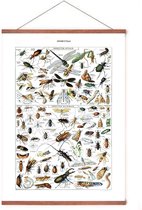 Poster In Posterhanger - Vintage Insecten - Kader Hout - Biologie - Educatief - 70x50 cm - Ophangsysteem