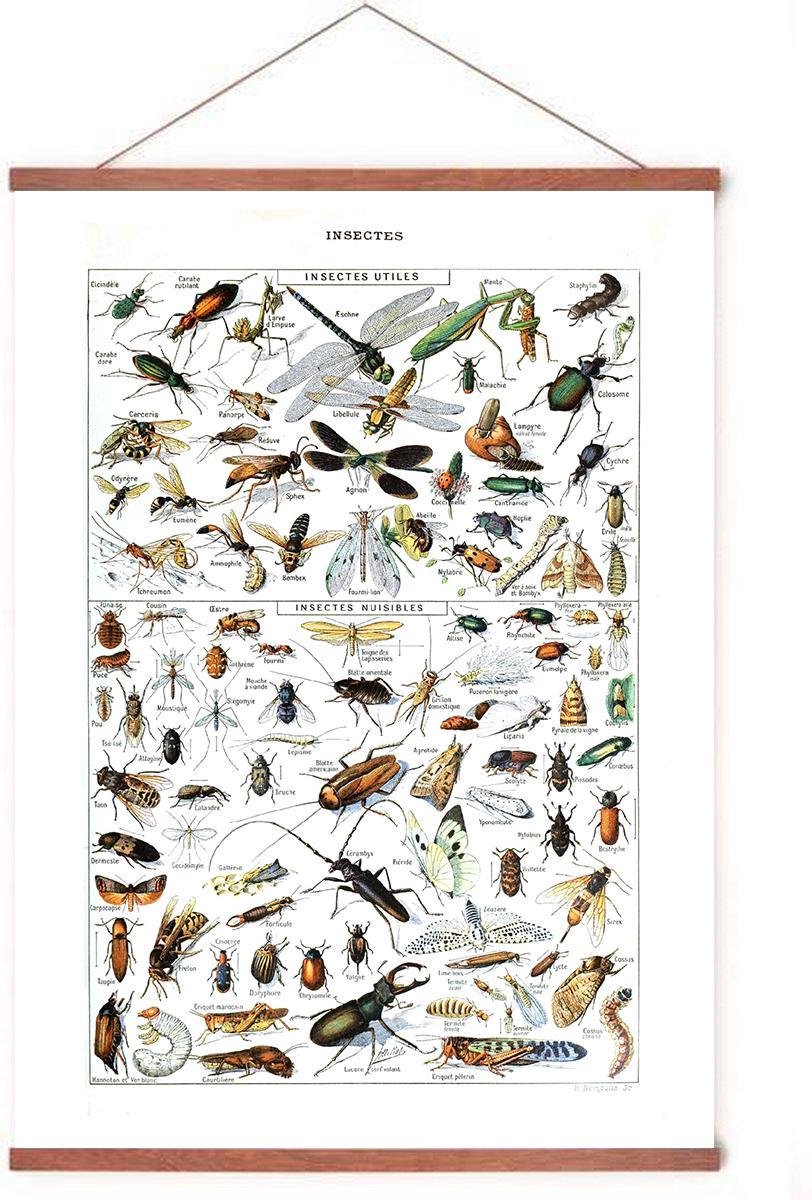 Esque Poster In Posterhanger - Vintage Insecten - Kader Hout - Biologie - Educatief - 70x50 cm - Ophangsysteem