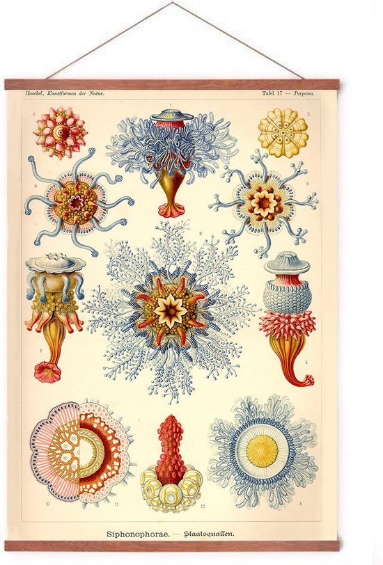 Poster In Posterhanger - Siphonophorae - Kader Hout - Ernst Haeckel - Botanisch - 70x50 cm - Ophangsysteem