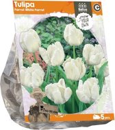 Plantenwinkel Tulipa Parrot White Parrot tulpen bloembollen per 5 stuks