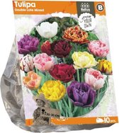 Plantenwinkel Tulipa Double Late Mixed tulpen bloembollen per 10 stuks