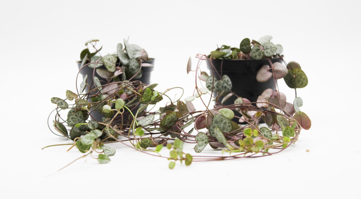 Ikhebeencactus | Ceropegia Woodii | String of hearts | Chinees lantaarn | hangplant | set van 2 planten in 8cm pot | Leuk plant cadeau