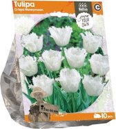 Plantenwinkel Tulipa Crispa Honeymoon tulpen bloembollen per 10 stuks