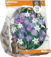 Plantenwinkel Ipheion Mixed bloembollen per 10 stuks