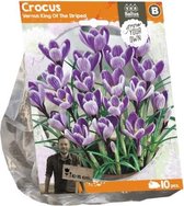 Plantenwinkel Crocus Vernus King Of The Striped bloembollen per 10 stuks