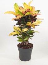 Kamerplant van Botanicly – Croton – Hoogte: 70 cm – Codiaeum variegatum Iceton
