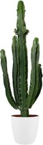 Cactus van Botanicly – Cactus incl. sierpot wit als set – Hoogte: 110 cm – Euphorbia Eritrea