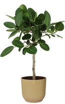 Kamerplant van Botanicly – Banyanboom in beige ELHO plastic pot als set – Hoogte: 90 cm – Ficus Benghalensis Audrey