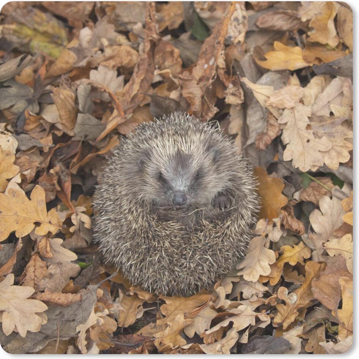 Muismat 30x30 cm - Mousepad Egel - Herfst - Bladeren - Muismatten
