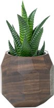 Oakywood Geometric Plant Pot - Massief Walnoot - Luxe Houten Kleine Plantenpot Bureauaccessoire