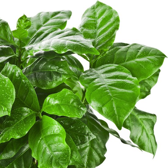 Een groene koffieplant met glanzende bladeren bedekt met waterdruppels.