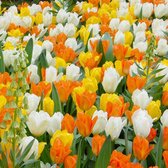 Tulipa Dynasty of Emperors Mix - 25 stuks - Tulpen