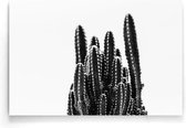 Walljar - Mini Cactus - Zwart wit poster.