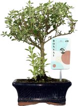 ZynesFlora - Bonsai in Keramiek - Serissa - Ø 15 cm - ↕ Hoogte: 25-30 cm – Bonsai - Outdoor Bonsai - Kamerplant