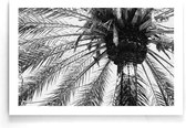 Walljar - Close-up Palmboom Onderkant - Zwart wit poster