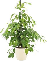 Kamerplant van Botanicly – Treurvijg incl. crème kleurig sierpot als set – Hoogte: 105 cm – Ficus benjamina Exotica
