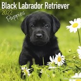 Black Labrador Puppies - Schwarze Labradorwelpen 2022