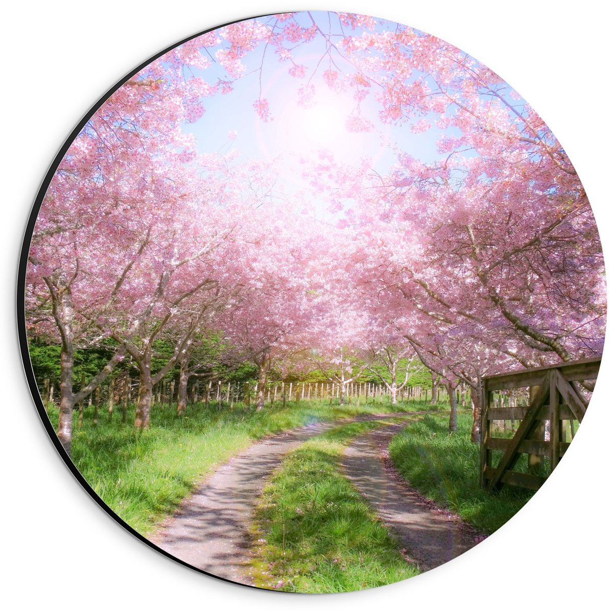 KuijsFotoprint Dibond Wandcirkel - Zandpad tussen de Roze Bomen - 20x20cm Foto op Aluminium Wandcirkel (met ophangsysteem) Groen