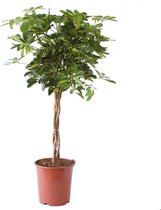 Schefflera Arboricola gold capella ↨ 100cm - hoge kwaliteit planten