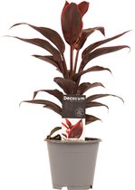 Hellogreen Kamerplant - Cordyline Mambo - 40 cm
