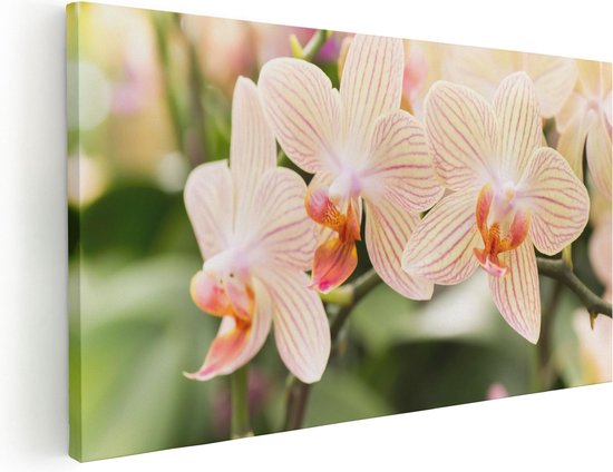 Artaza Canvas Schilderij Gestreepte Witte Orchidee Bloemen - 40x20 - Klein - Foto Op Canvas - Canvas Print