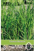 Van Hemert Zaden - Chinese Bieslook, Knoflookbieslook (Allium tuberosum)