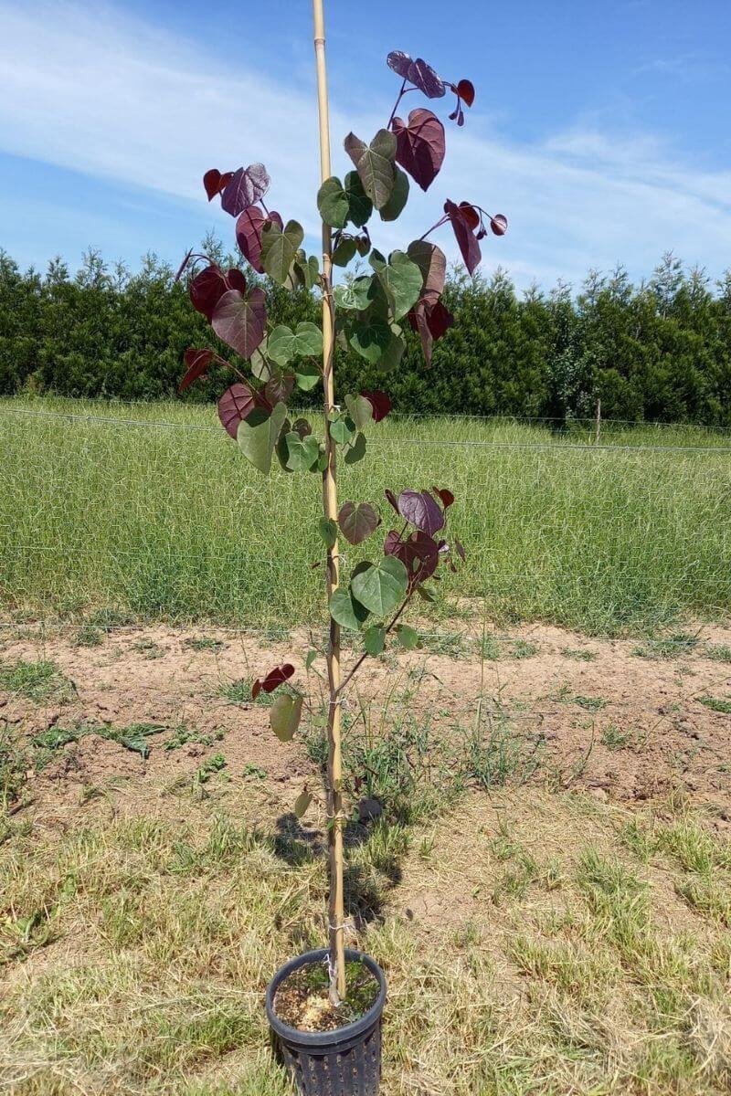 Jonge Amerikaanse Judasboom | Cercis canadensis 'Merlot' | 100-150cm hoogte