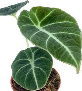 SIMPLYBLOOM.EU - Alocasia Black Velvet - 8 cm