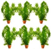 Waterpest Plantjes - Elodea Densa - 6 bosjes - Hoogte 20 cm - Zuurstofplant voor Vijver en Aquarium